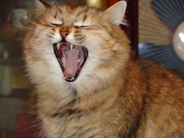 �������� �����