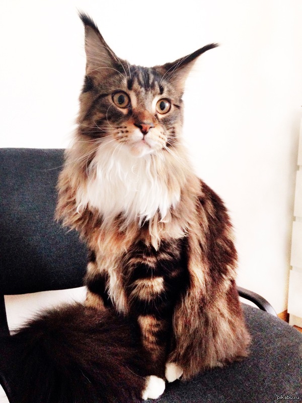 ��� ������ �������� ��������)