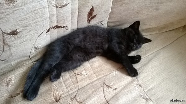 ����������� :�