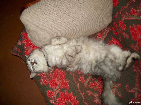 ������� ����