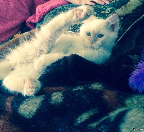 французская ножка=)