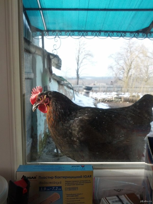 Ну а это просто курица за окном. Просто. Курица. На уровне окна.