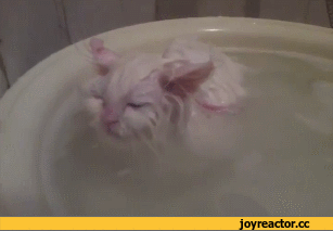Мокрая киска с разговорами. Кот плавает. Кот в ванне. Мокрый кот гиф. Кошка в тазике.