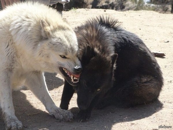 Лицо жены, когда приходишь пьяным под утро.