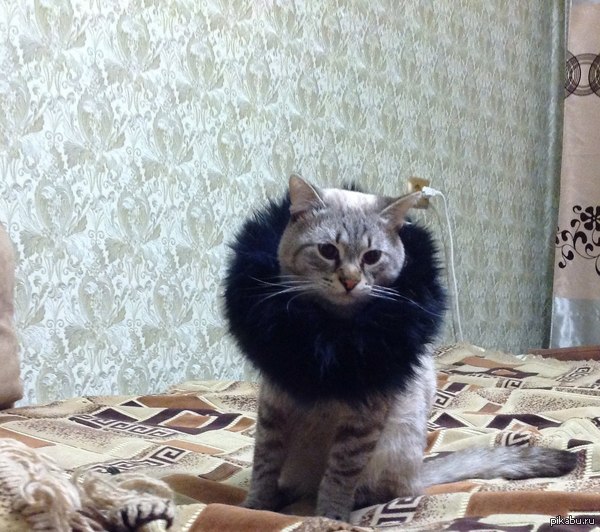 Мой кот возомнил себя львом