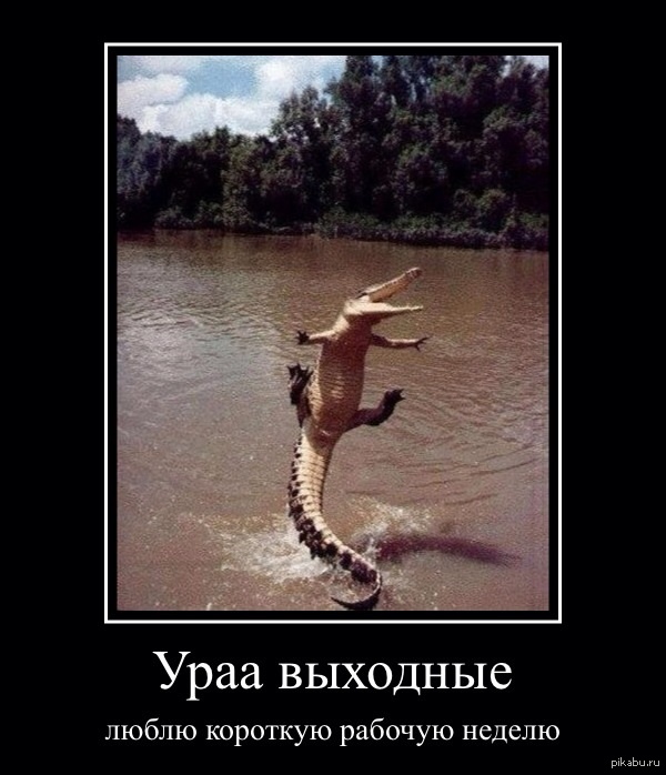 Крокодил приколы
