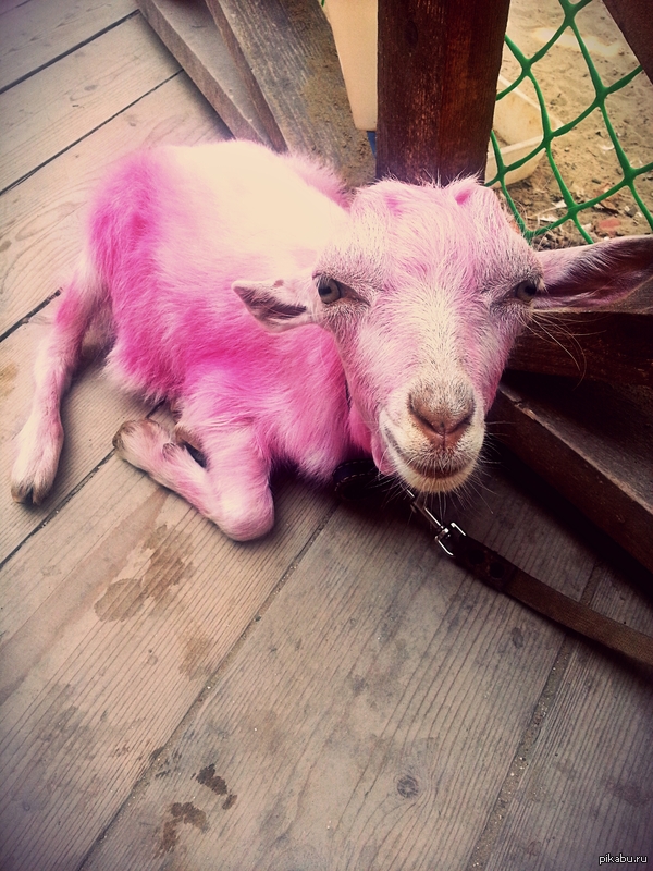 Розовый козленок. Таманский полуостров, станица Голубицкая.