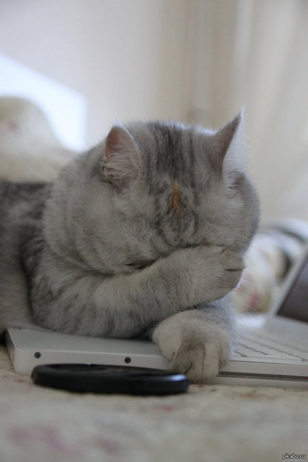 ���� - ������ ������, ���.