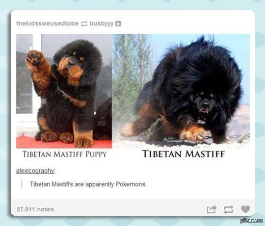 Тибетский мастифф