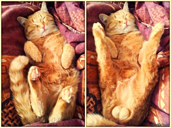 ��� ��������.