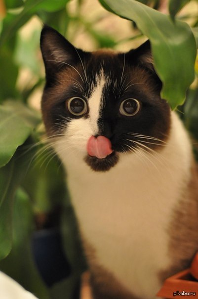 Мой котейка Войс, и первый пост...