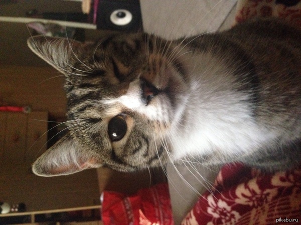 Стёпа приветствует вас) всем бобра, любите котиков))