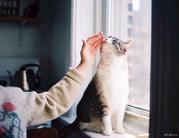 Котик