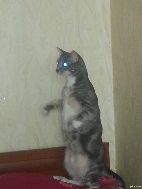 Котэйка на шухере