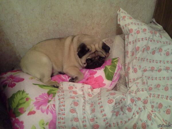 In our family, whoever takes the softest pillow first sleeps on it. - My, Dog, Pug, My