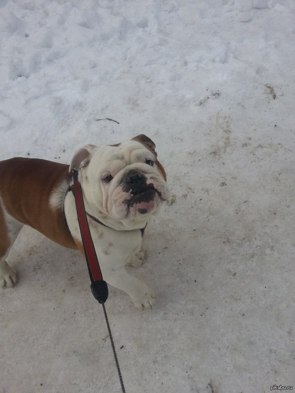 ������� �������� ������� �������