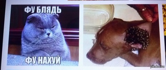 Google ����������