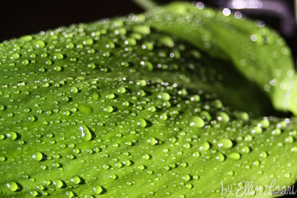 В поддержку пятничного тега "Моё"