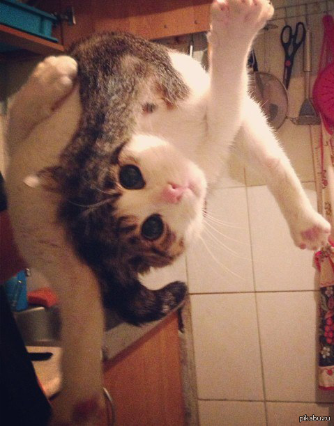 Моя котейка, в поддержку пятничного тэга моё