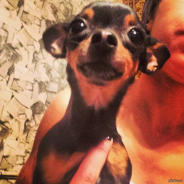 ������ ������ �����������) ��� ����