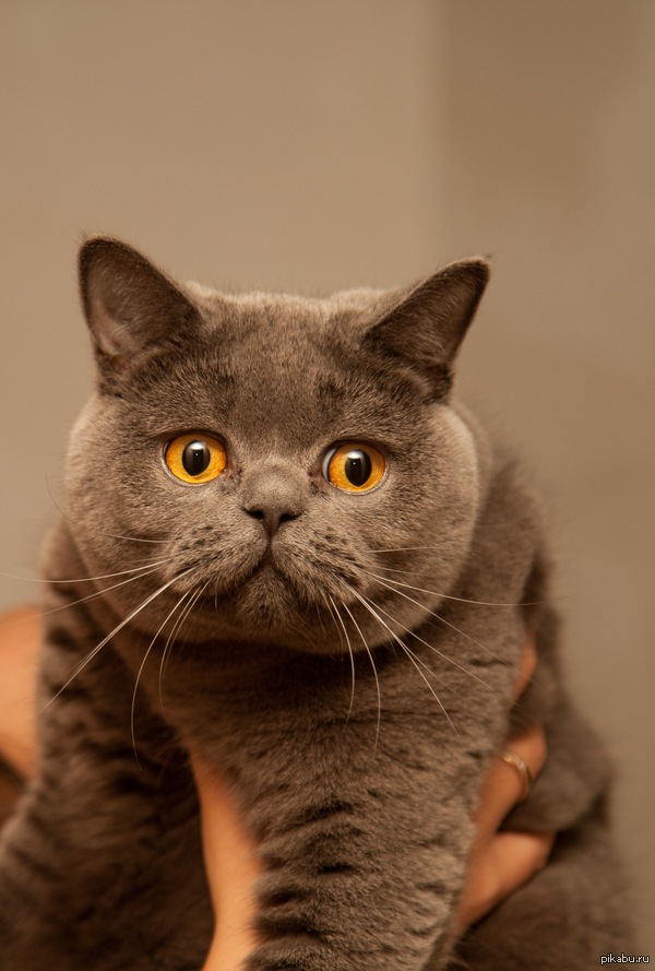 Здесь любят котиков?!