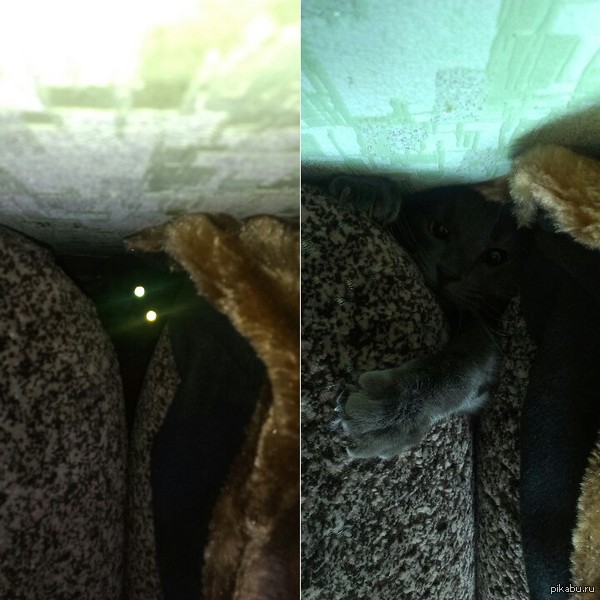 Cats love peek-a-boo ^^ - My, cat, Peekaboo