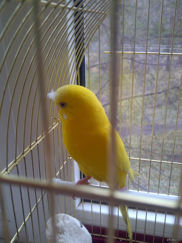 К слову о животных