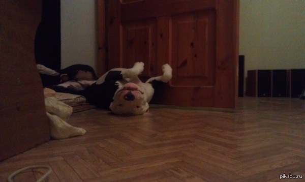 ������ ������ �����))