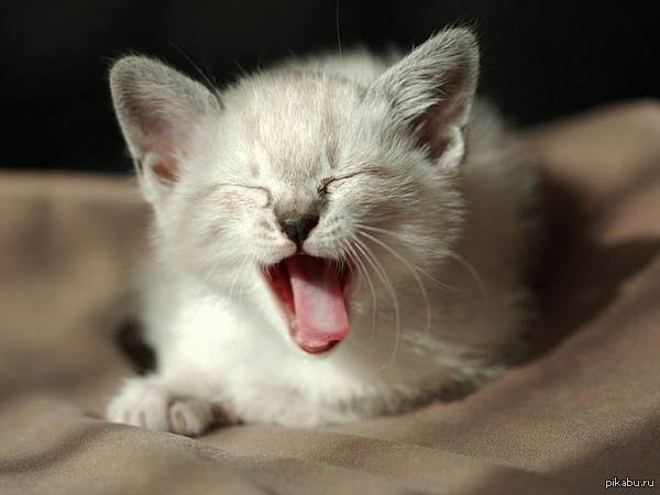 С добрым утром понедельника, пикабушники)