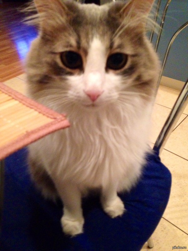 И как тут отказать(