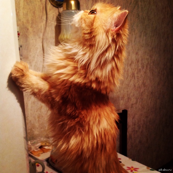 ����� ����� �������.