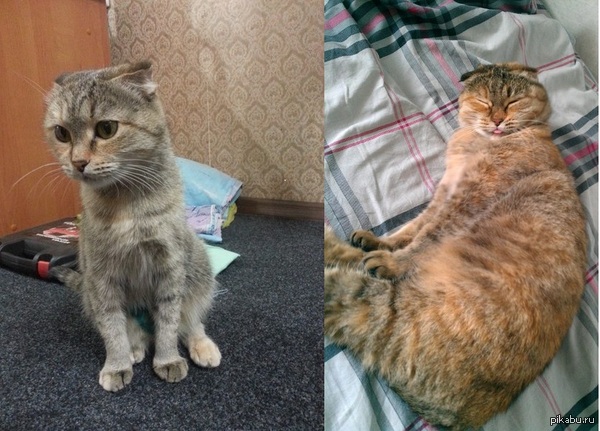 My cat when I took her from the shelter (left) and now (right). - My, cat, It Was-It Was, Milota