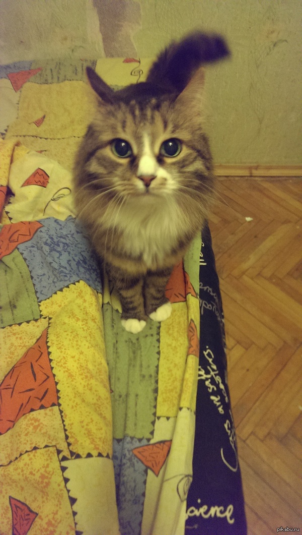 Мой котейка