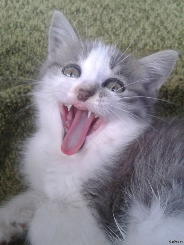 Тут ведь любят котиков