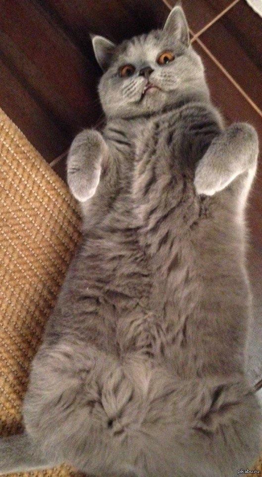 ��� ������� :3