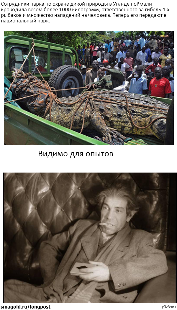 Приключения весёлого крокодила.