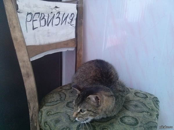 Осторожно, Ревизия!