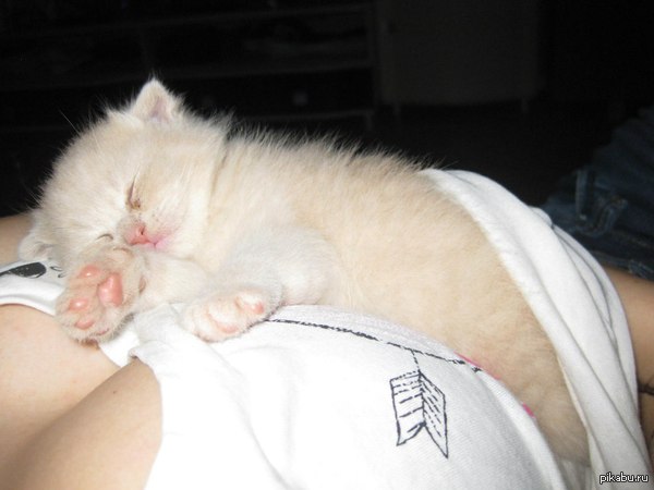 � ������� ��� ����� �������