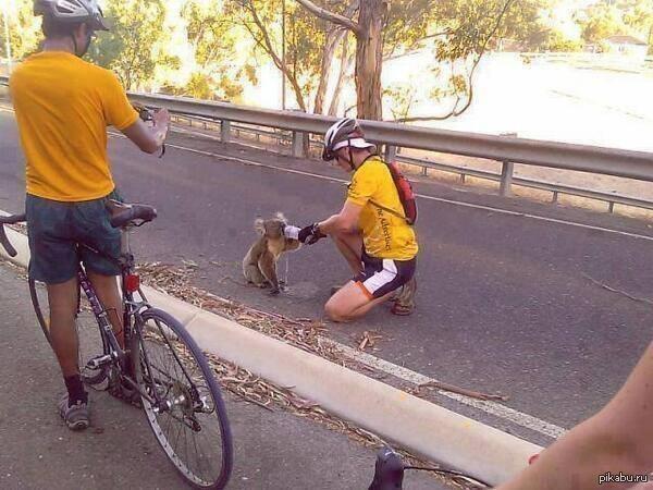 During a drought in Australia... - Koala, Requirements