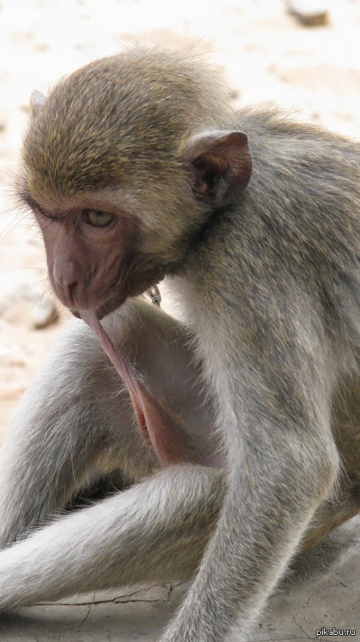 Everyone is showing off beautiful pictures of animals from Asia. - My, Monkey, Thailand, The photo, Autofellation