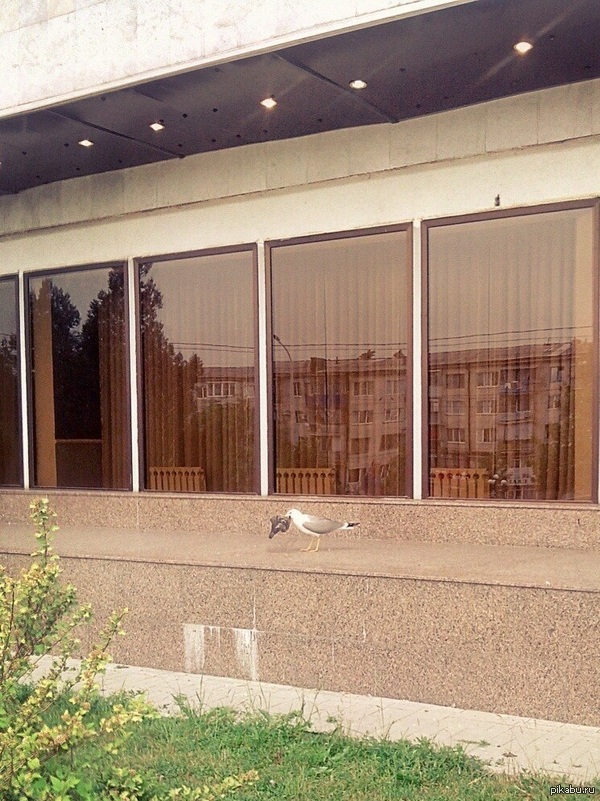 ��� �� ����� ���������� ����: ����� �������� ������ �������� �������