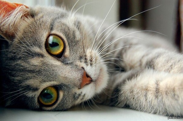 Thanks to everyone, we liked the name Semyon :) But we didn’t even think about it) - My, Pregnancy, Help