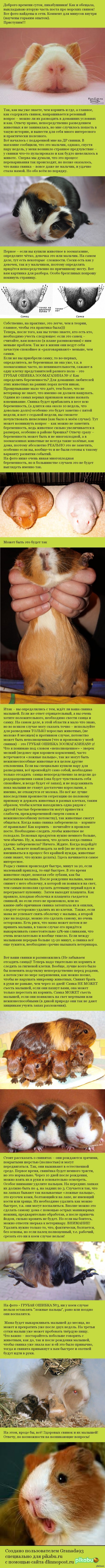Морские свинки - часть 2