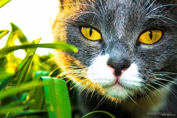 Все любят котиков,а я люблю еще и фотографировать. Мой коте.