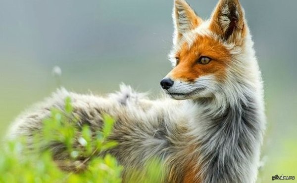 Просто лиса))