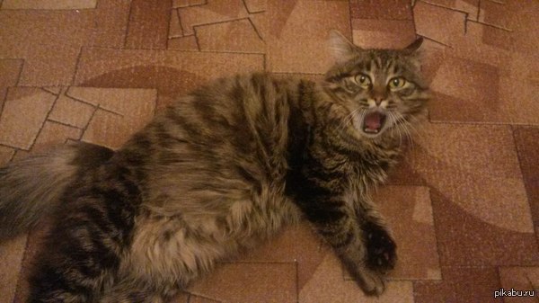 Зря рассказал...