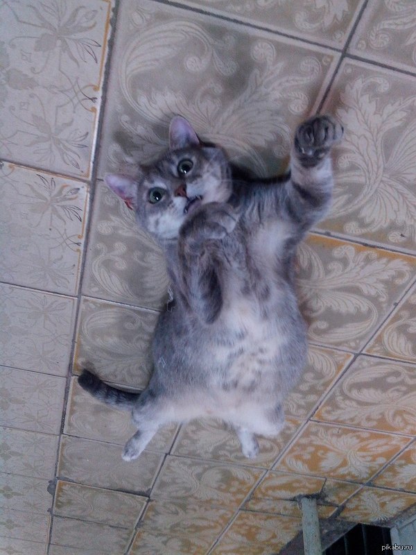 ���� ����� ������