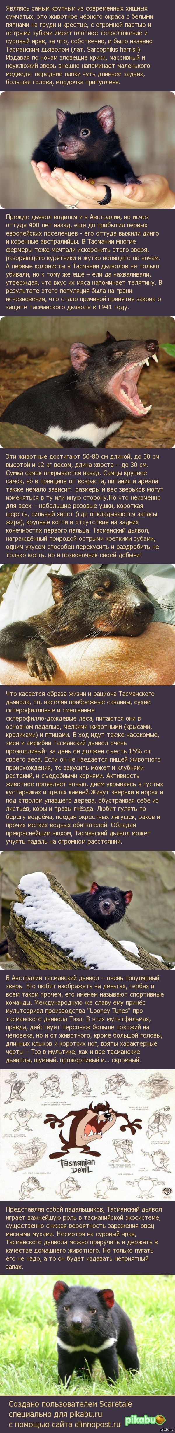   &amp;#769; &amp;#769;,  &amp;#769;  (. Sarcophilus harrisii)