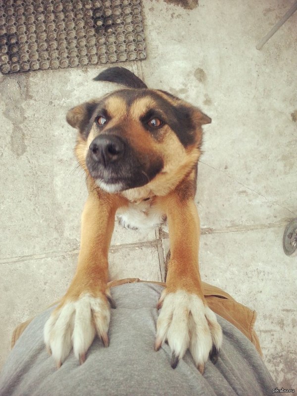 мой самый верный друг, люблю ее