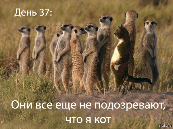 Они все еще не подозревают...